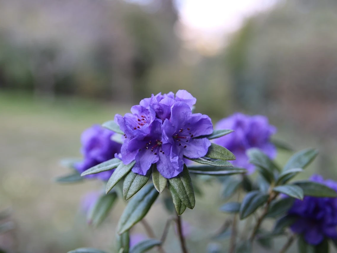 R. hippophaeoides
